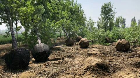 国产挖机挖树视频大全集,震撼视频大全集