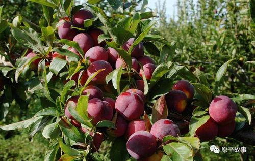 国产进口李子视频,口感、营养与价格全面解析