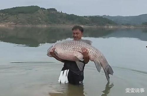 青鱼国产视频网页,探寻本土水产品魅力