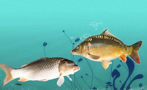 青鱼国产视频网页,探寻本土水产品魅力