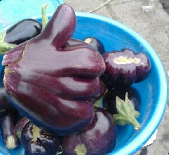 茄子视频国产线观,茄子视频中的茄子魅力