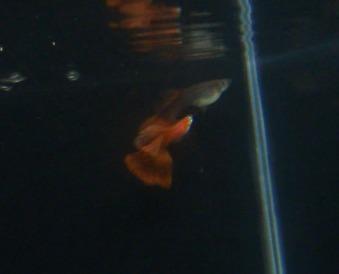 国产红色一级视频,国产一级视频的激情岁月