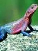 国产蜥蜴繁殖视频播放,孵化成长全过程揭秘