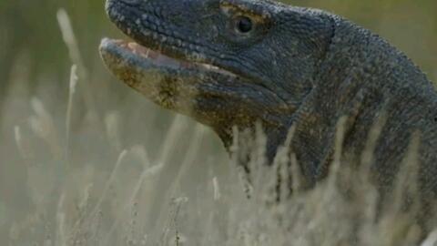 国产蜥蜴繁殖视频播放,孵化成长全过程揭秘