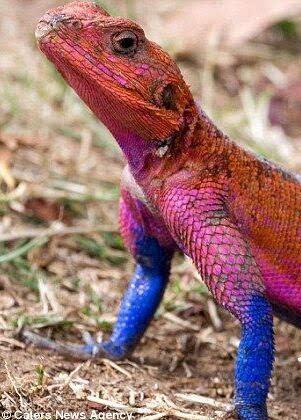 国产蜥蜴繁殖视频播放,孵化成长全过程揭秘