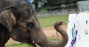 大象蕉国产播放视频75,揭秘热门国产剧幕后故事  第2张