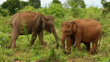 大象蕉国产播放视频75,揭秘热门国产剧幕后故事  第3张