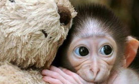 国产真有猴子吗知乎视频,国产视频中猴子的真实存在之谜  第1张