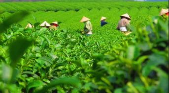 国产茶叶怎么种植视频教程,视频教程精华概述  第3张