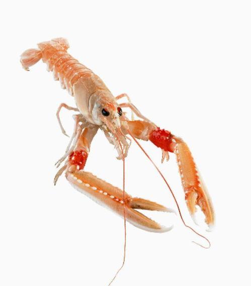 国产海螯虾测评视频大全