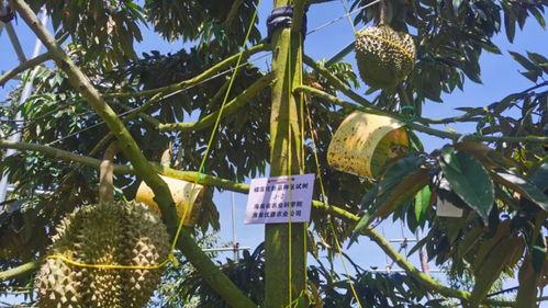 国产榴莲种植热潮视频  第2张