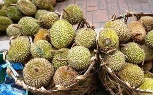 国产榴莲种植热潮视频  第3张